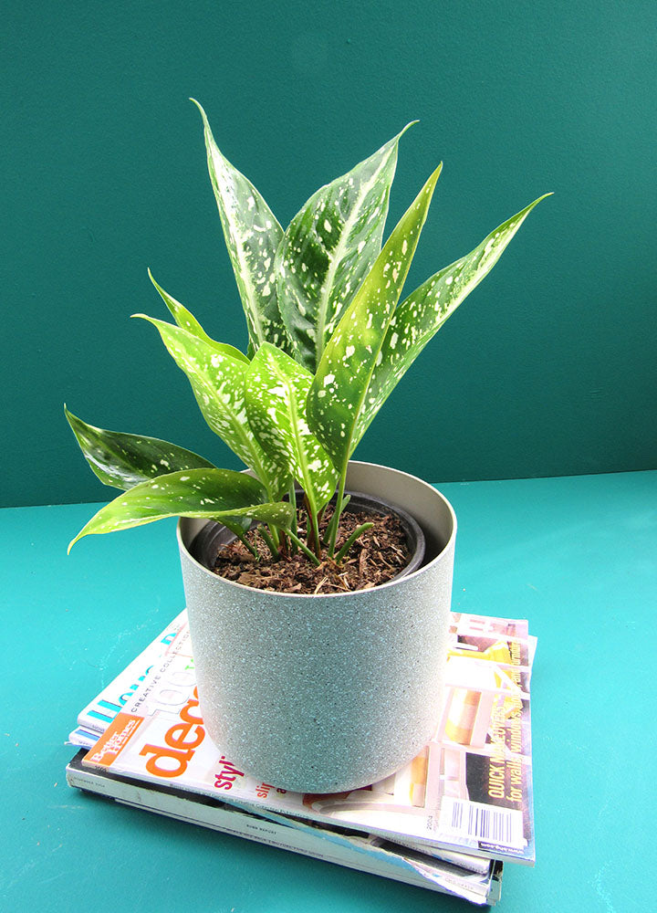 Aspidistra Sichuanensis - Florterra Panamá