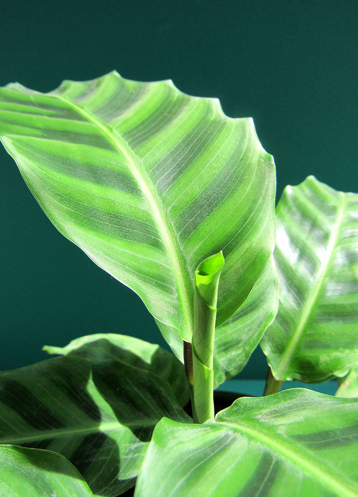 Calathea Zebrina (verde) - Florterra Panamá