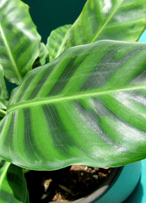 Calathea Zebrina (verde) - Florterra Panamá
