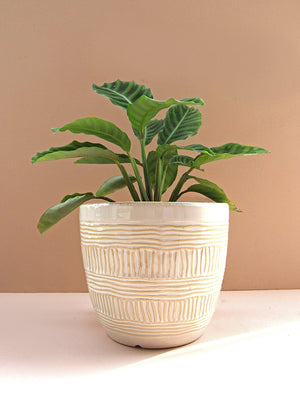 Calathea Zebrina (verde)