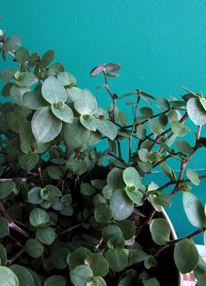 Callisia Repens