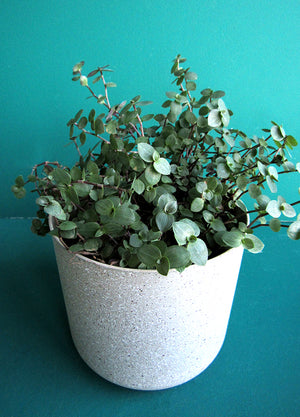 Callisia Repens