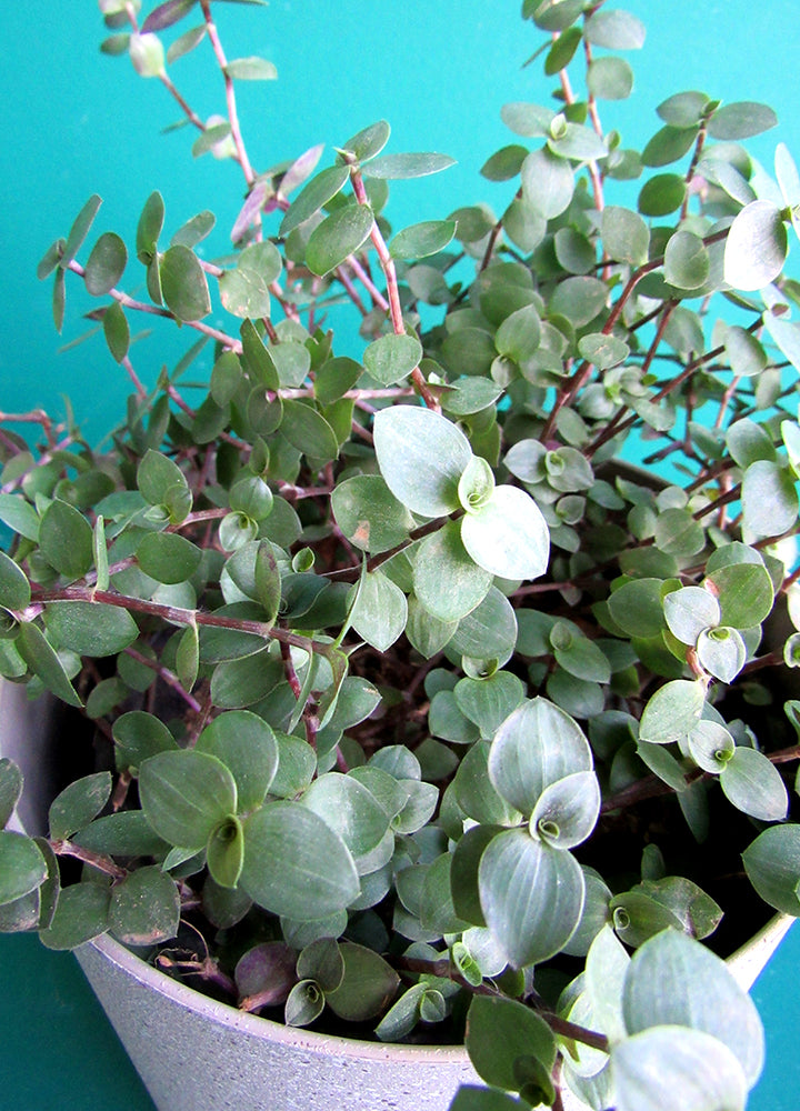Callisia Repens