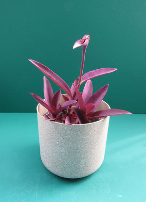 Carne de Perro (Tradescantia Pallida) - Florterra Panamá