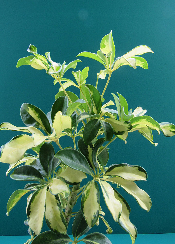 Cheflera Capely (Schefflera Arboricola) - Florterra Panamá