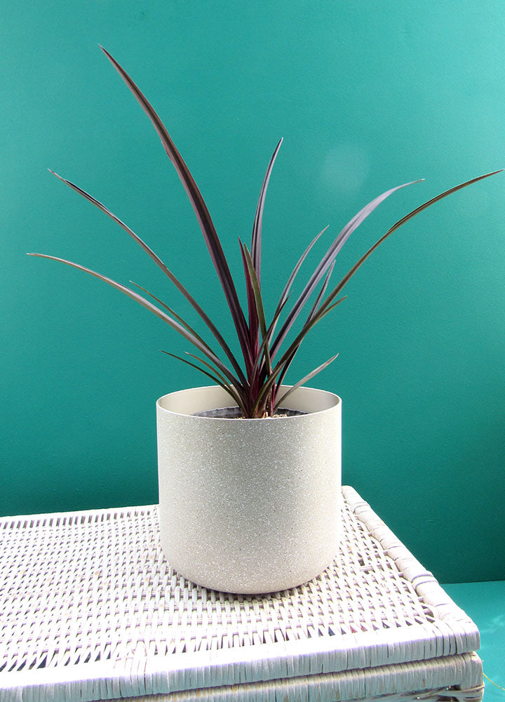Crinum - Florterra Panamá