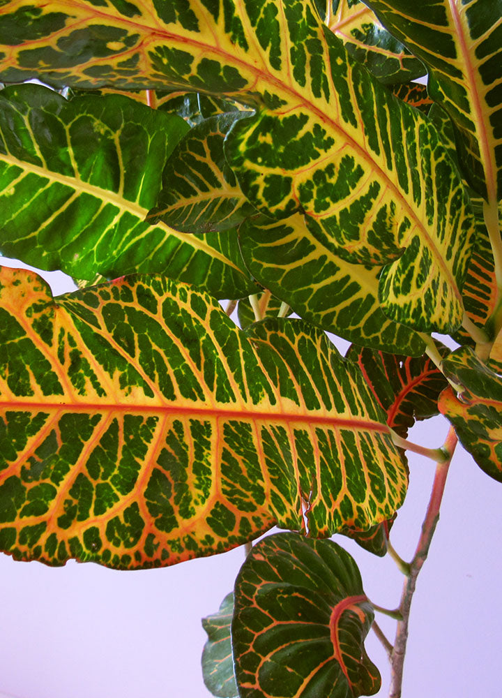 Croto 1 - Florterra Panamá