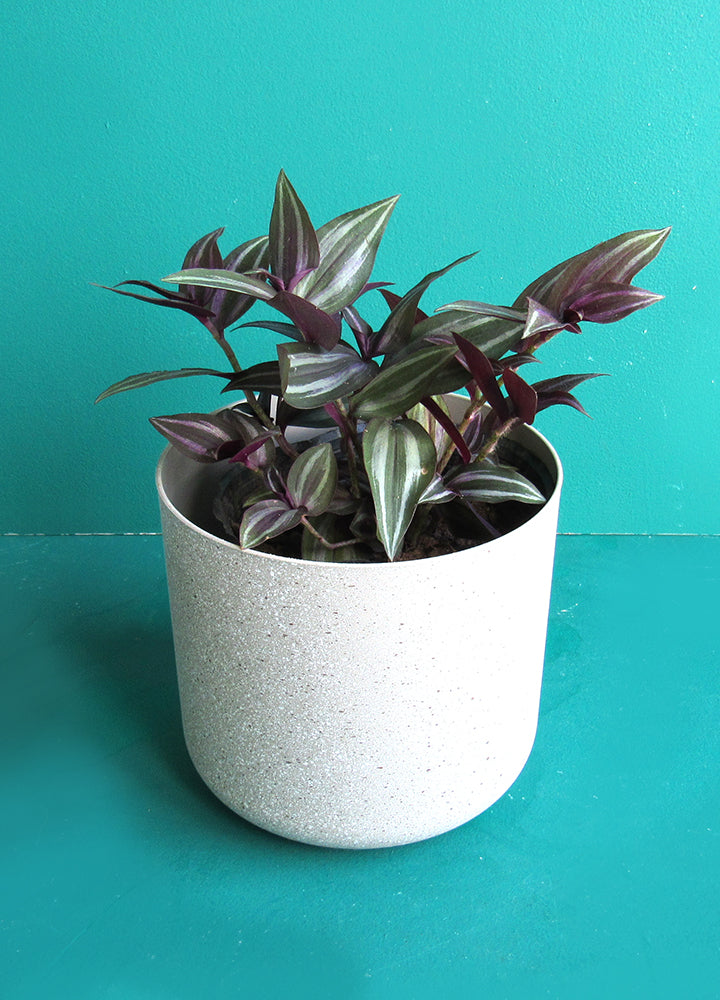 Cucarachita (Tradescantia Zebrina)