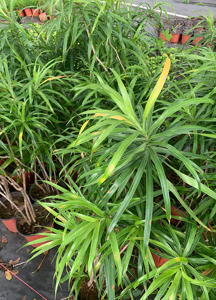 Dracaena Reflexa Anita