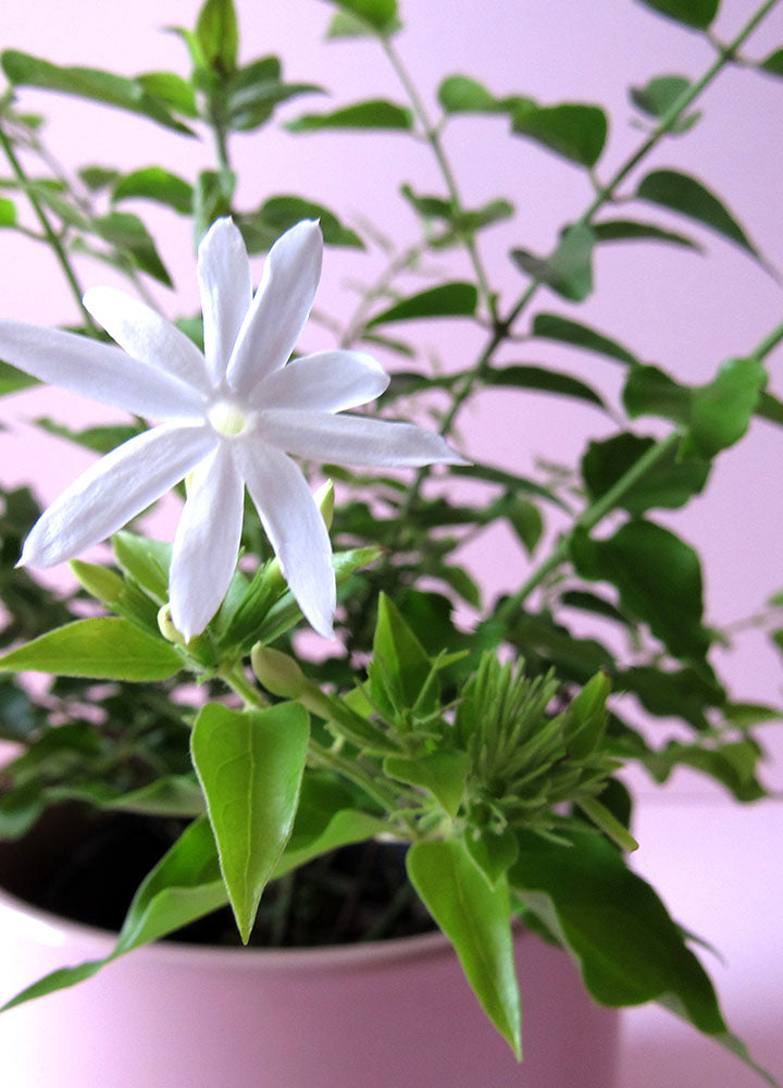 Jazmin Estrella (Trachelospermum Jasminoides) - Florterra Panamá