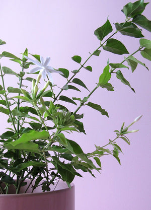 Jazmin Estrella (Trachelospermum Jasminoides) - Florterra Panamá