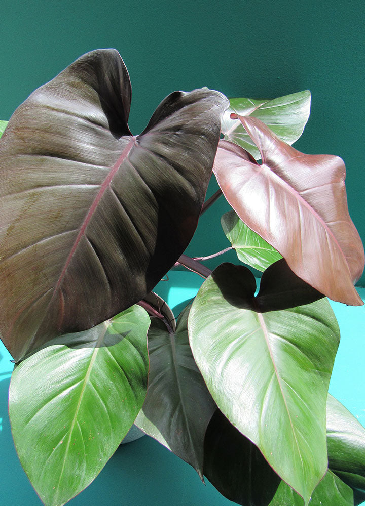 Philodendro Morado (Philodendron Erubescens) - Florterra Panamá