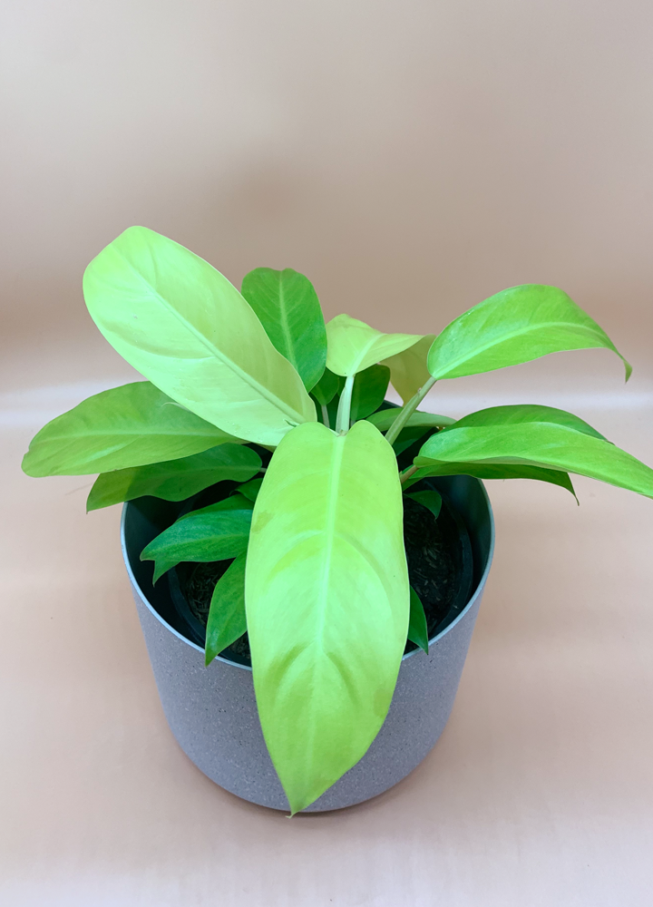 Philodendro Neon