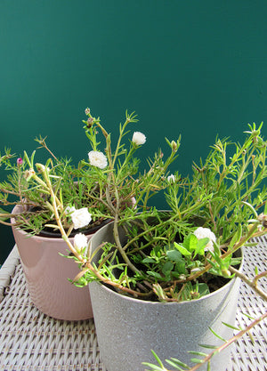 Portulaca (Portula Grandiflora / Flor de seda)