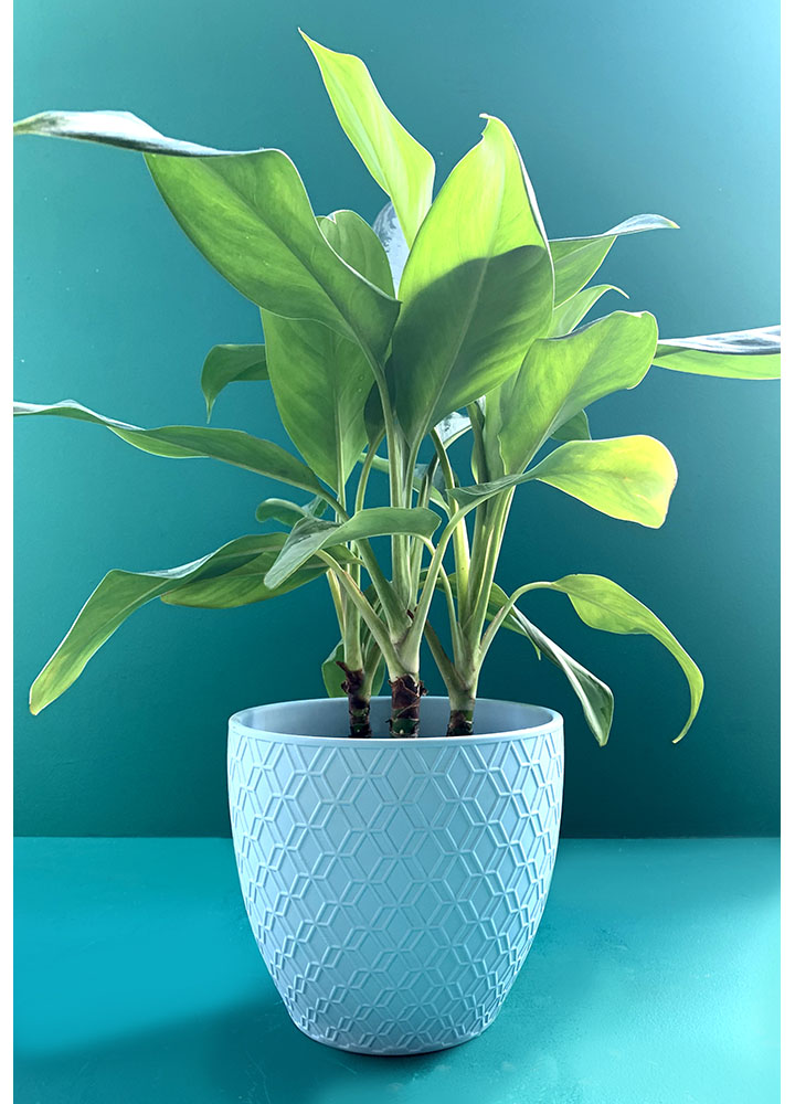 Potes de Cerámica  - Florterra Panamá