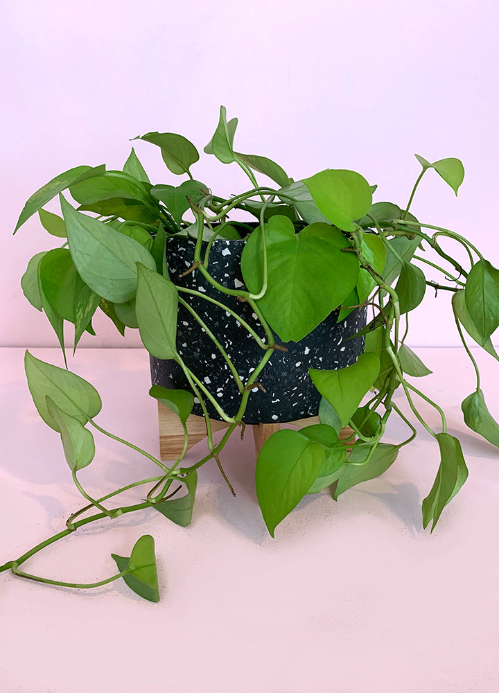 Pote de Cemento Negro con Base de Madera