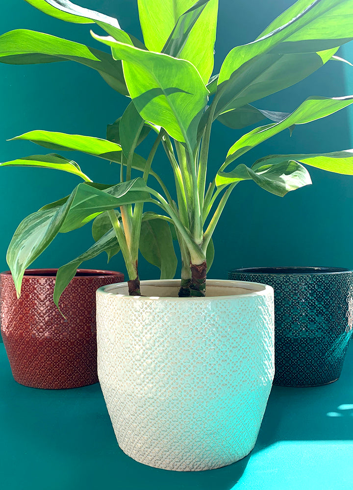 Potes de Cerámica Diseño Flores