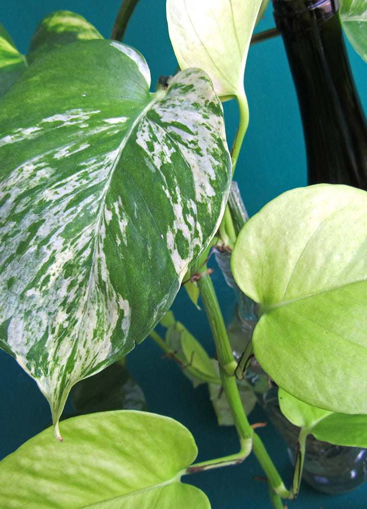 Pothos Variados en botellas reutilizadas