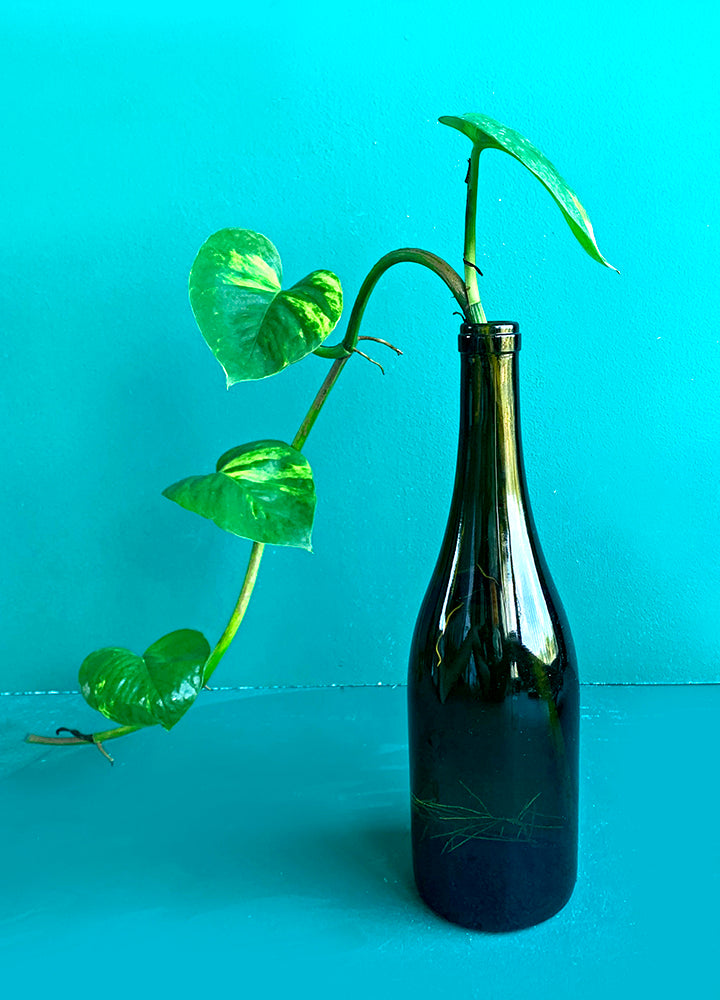 Pothos Variados en botellas reutilizadas