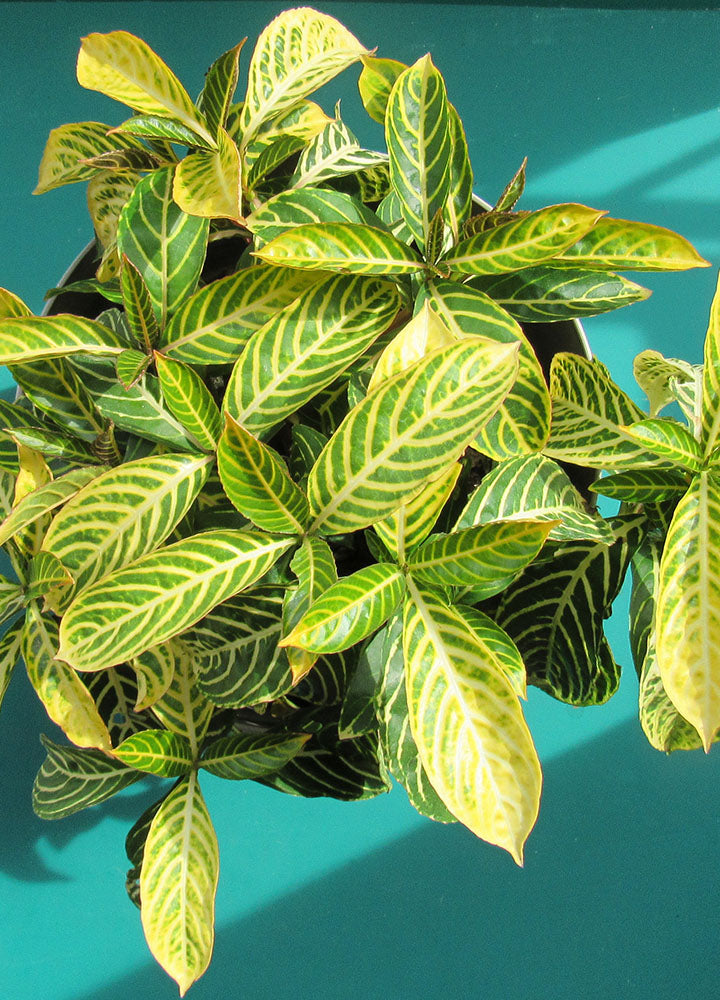 Sanchezia Nobilis- Florterra Panamá