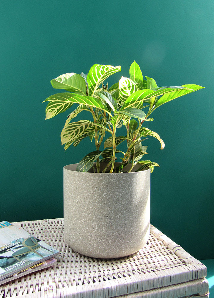 Sanchezia Nobilis- Florterra Panamá