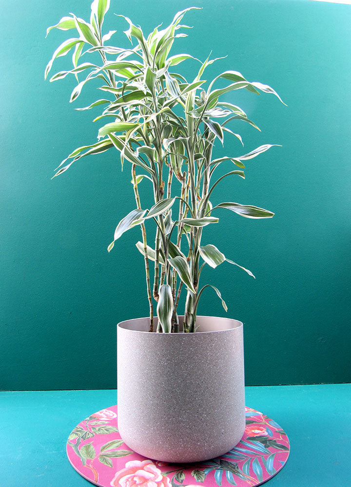 Sanderiana - Bamboo de la Suerte (Dracaena Braunii) Planta - Florterra Panamá