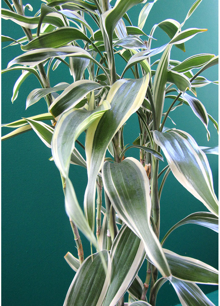 Sanderiana - Bamboo de la Suerte (Dracaena Braunii) Planta - Florterra Panamá