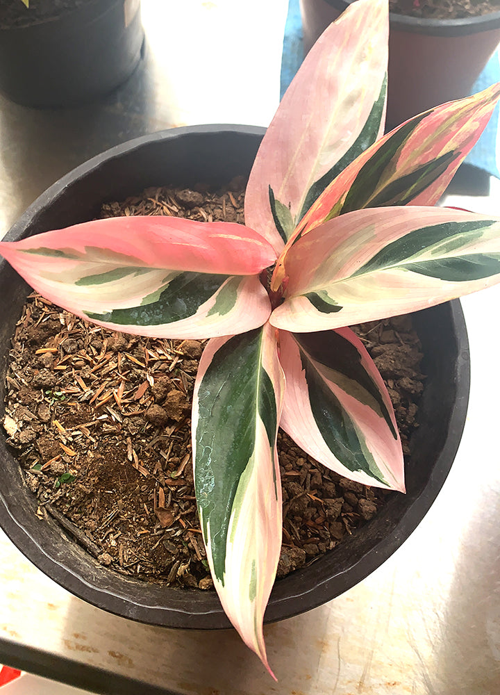 Calathea Triostar o Pluma India
