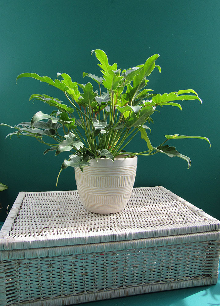 Xanadú (Philodendron Xanadu) - Florterra Panamá