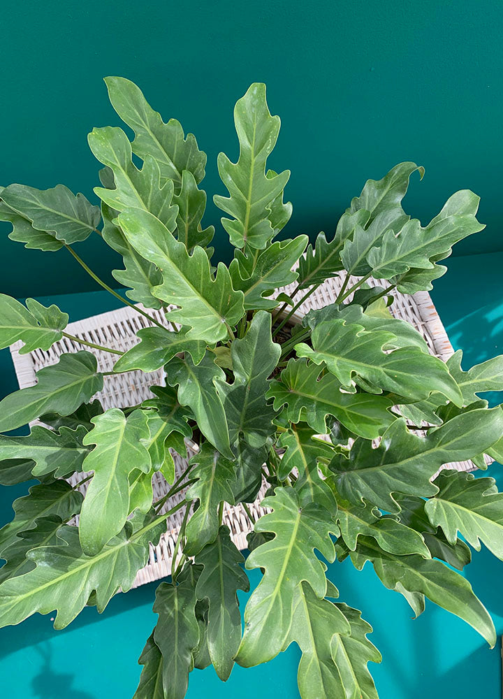 Xanadú (Philodendron Xanadu) - Florterra Panamá