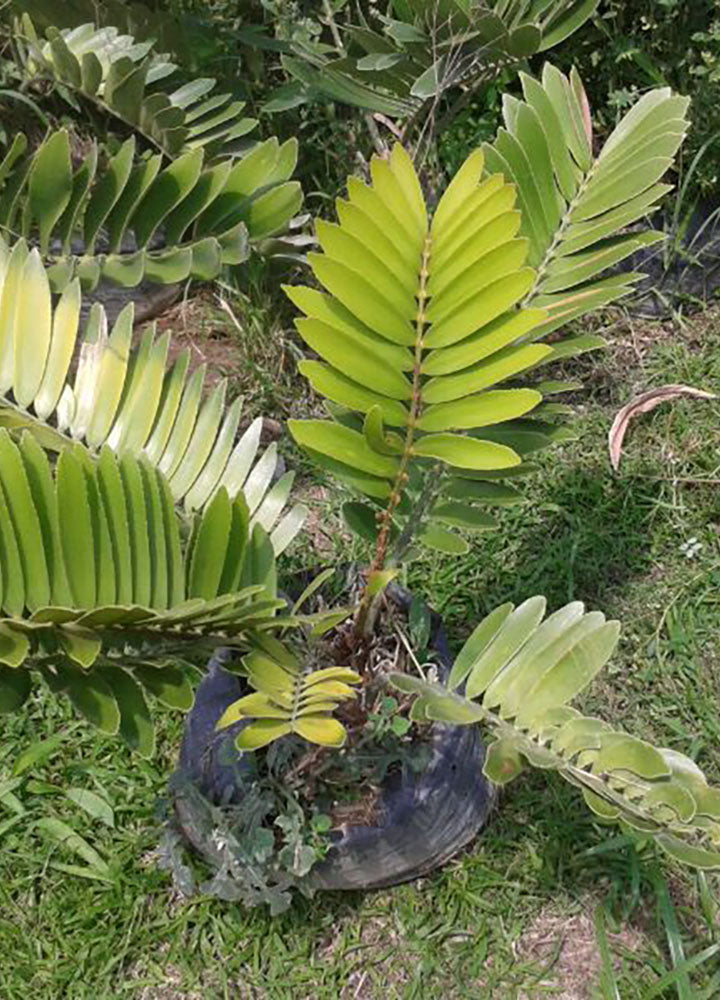 Zamia Furfuracea (Zamia Furfuracea) - Florterra Panamá