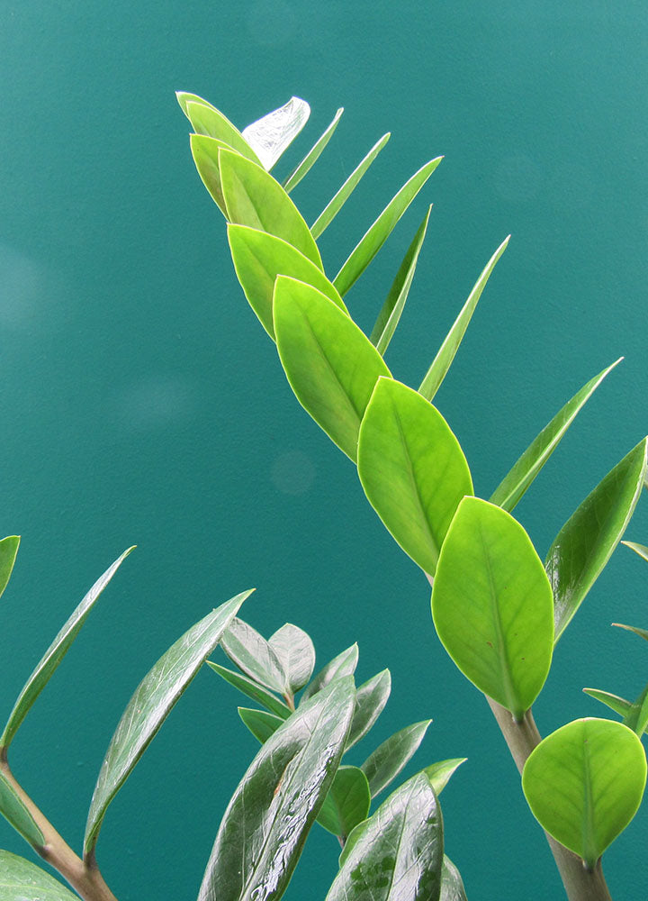 Zamioculca (Zamioculca Zamiifolia) - Florterra Panamá