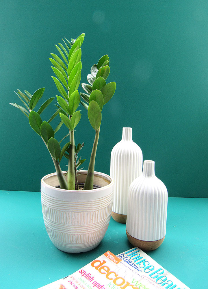 Zamioculca (Zamioculca Zamiifolia) - Florterra Panamá